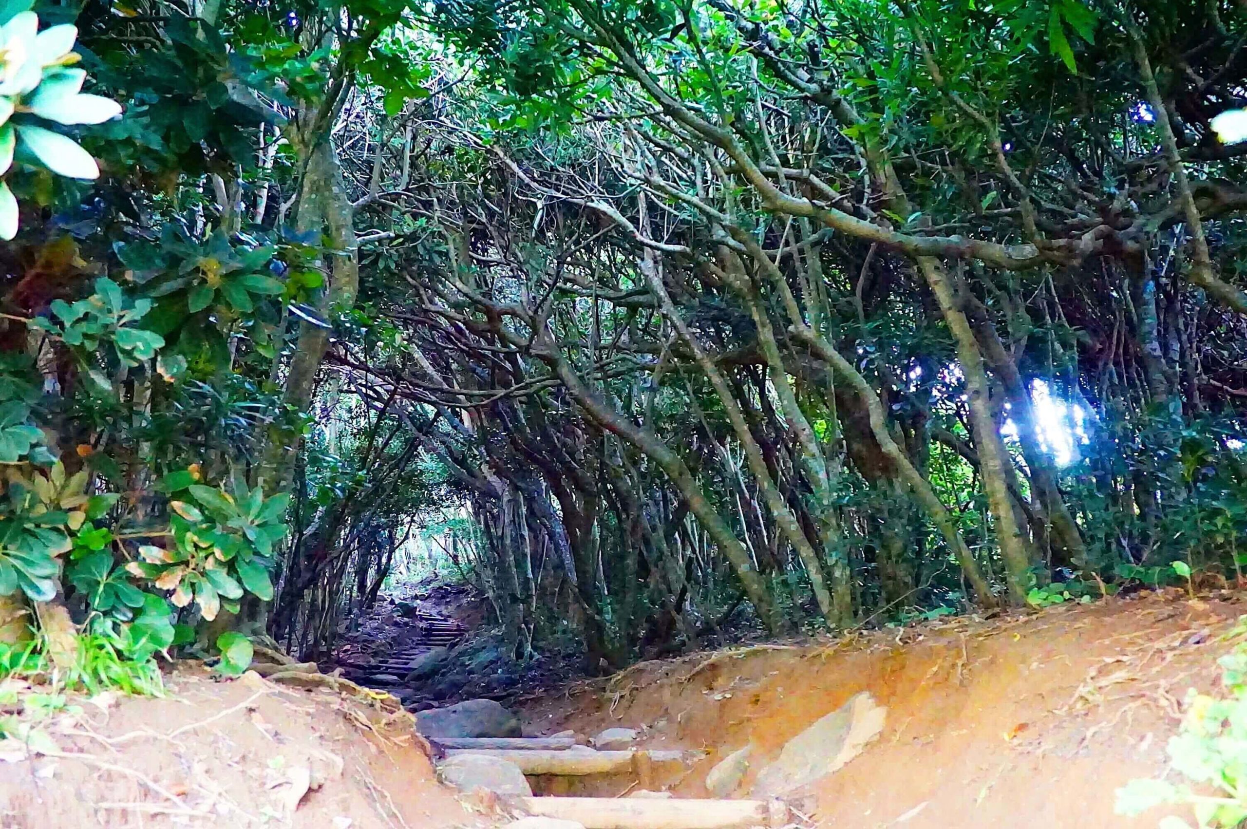 森 の 糸島 トトロ 糸島のトトロの森を散策して海辺の大祖神社でパワーチャージ 近くで海鮮やおしゃれなカフェにジェラートもおすすめ